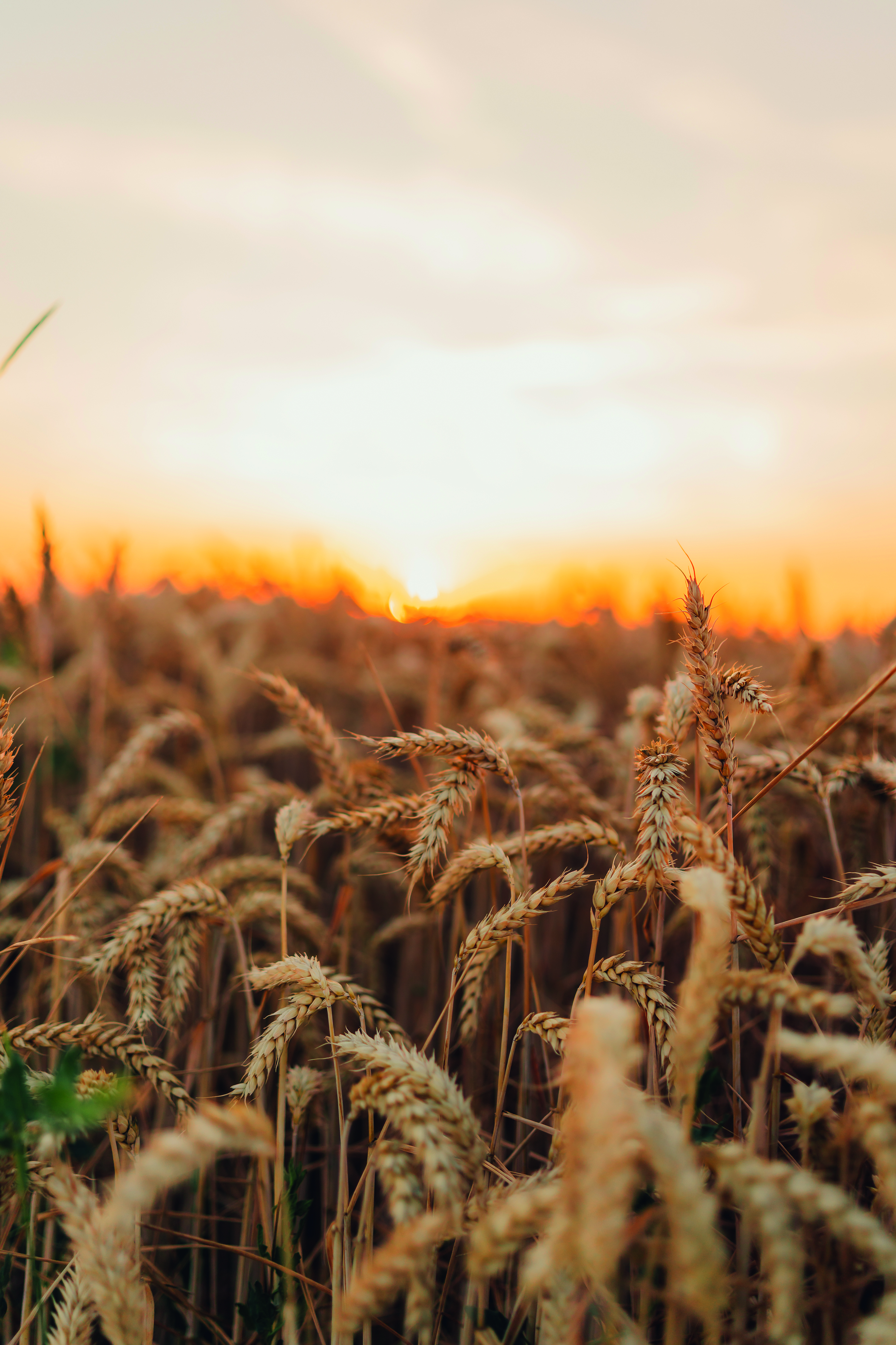 Wheat Ears Glowing in the Soft Evening Light